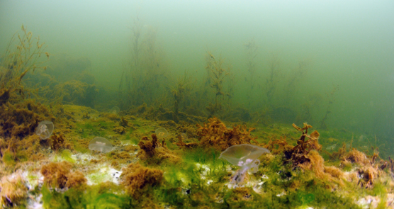 Bilden visar en dysfunktionell grunt mjukbotten, där trådformade alger har vuxit kraftigt på grund av höga näringsämneshalter. Trådalgerna täcker och kväver gradvis blåstången och vattenväxterna. Mellan växterna ser man en vit bakteriematta, som vittnar om lokal syrebrist.